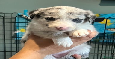 Mixed Breed dogs - Advert 14