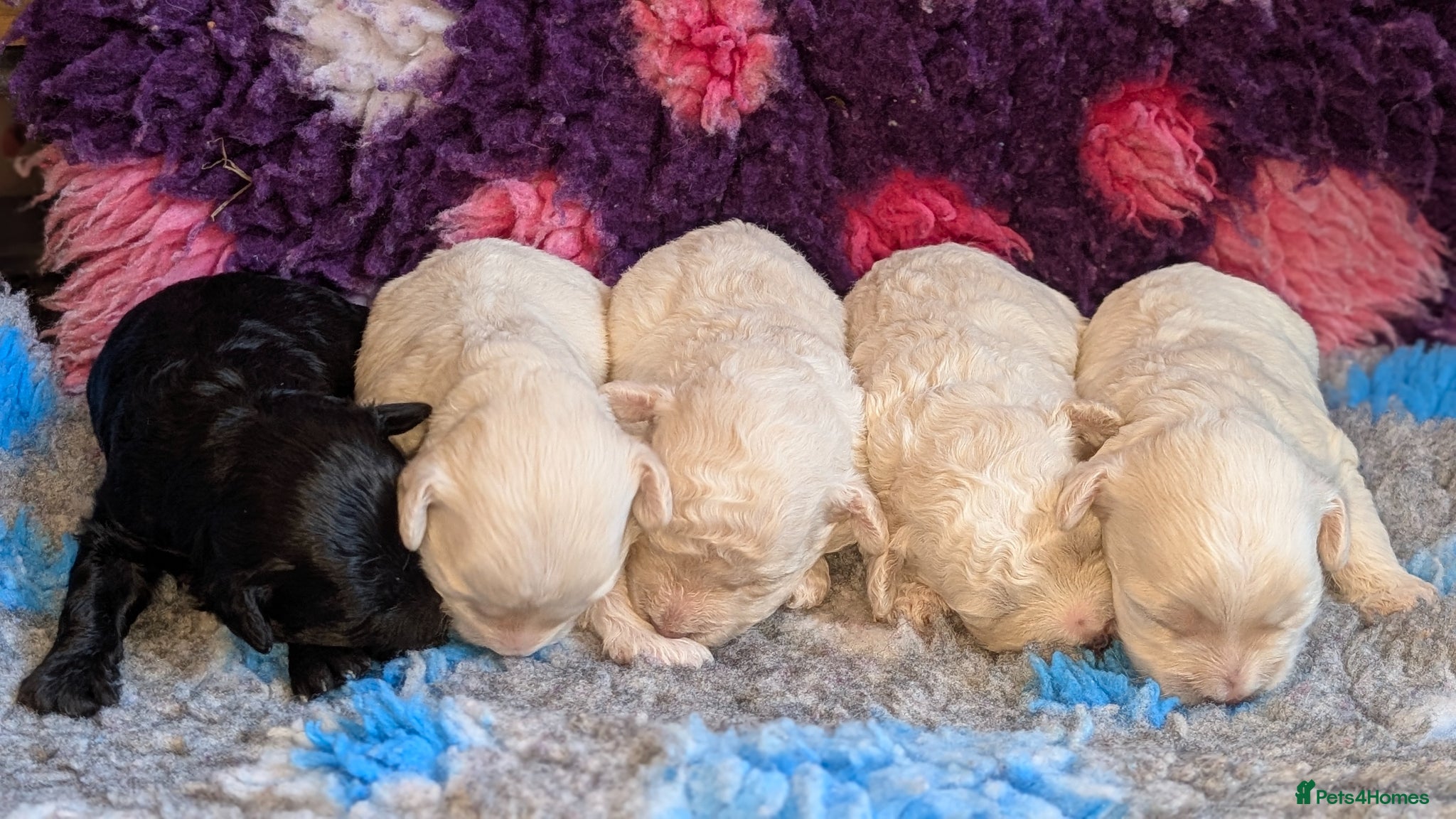 Maltipoo dogs for sale: Dna Genetically health tested maltipoos in Swindon - Advert 15