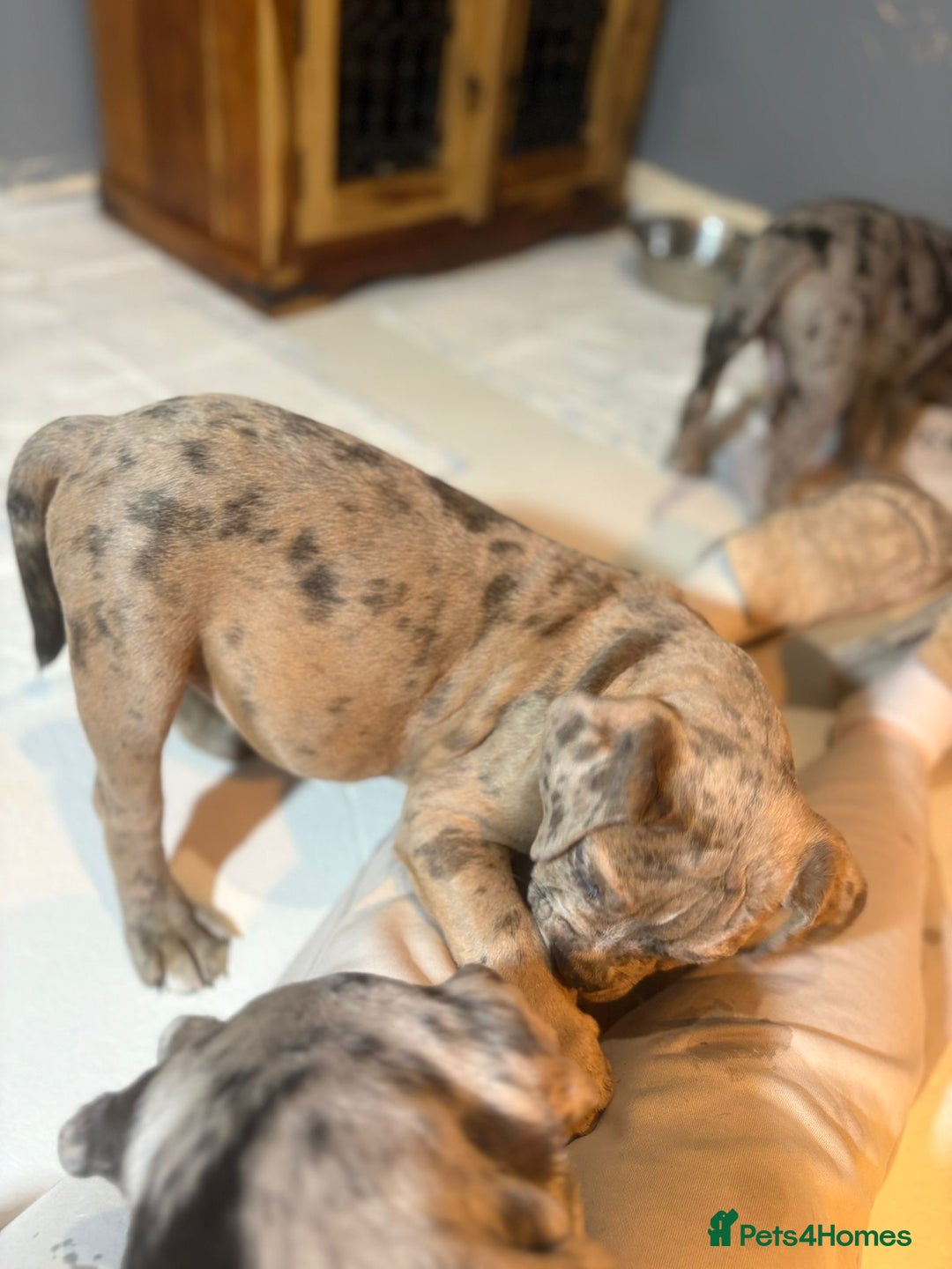 Olde English Bulldogge dogs for sale: 3 male puppy Olde English Bulldogges left - Advert 12