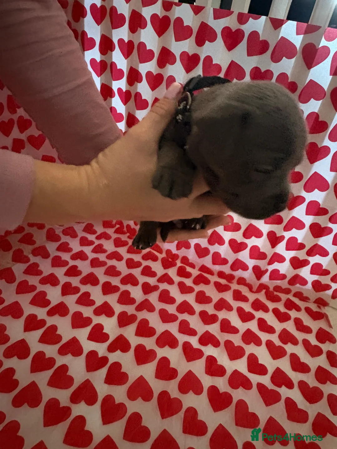 Staffordshire Bull Terrier dogs for sale: Blue staffy puppies, kent - Advert 9