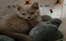 British Shorthair cats for sale: ⭐GCCF CHAMPION LINES BSH KITTENS  in Grimsby - Image 8