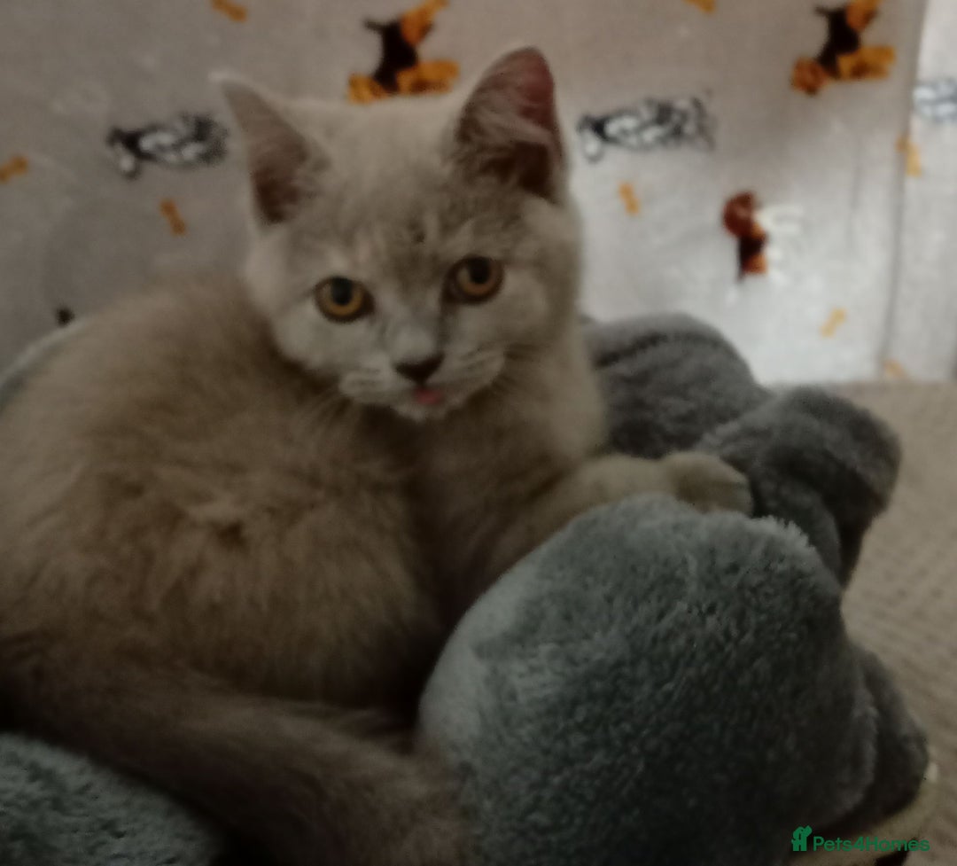 British Shorthair cats for sale: ⭐GCCF CHAMPION LINES BSH KITTENS  in Grimsby - Image 8