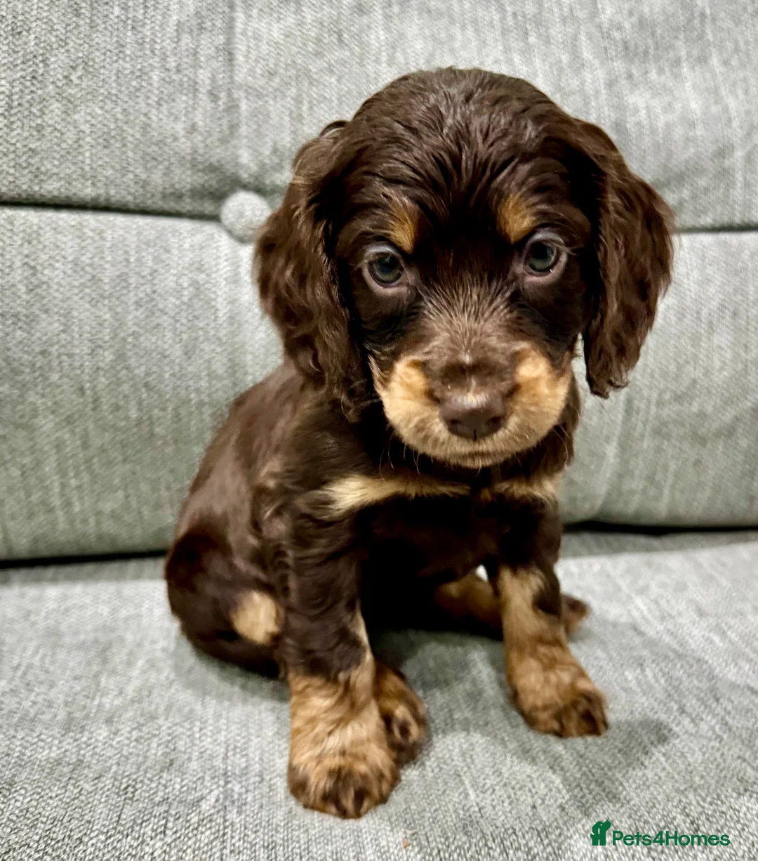 Cockapoo dogs for stud: TRICOLOUR F1 PROVEN ATAT CERTIFIED COCKAPOO STUD in Bromley - Advert 36