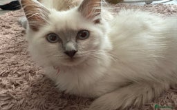 Ragdoll cats for sale: 2 Loving Ragdoll males - Image 9