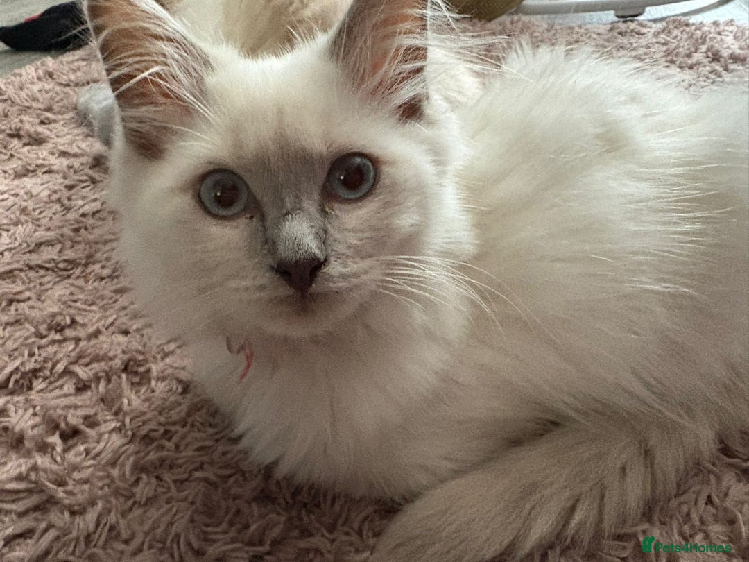 Ragdoll cats for sale: 2 Loving Ragdoll males - Image 9