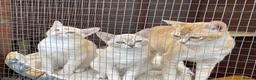 Asian cats for sale: Asian Red Birmilla in Saint Austell - Advert 2