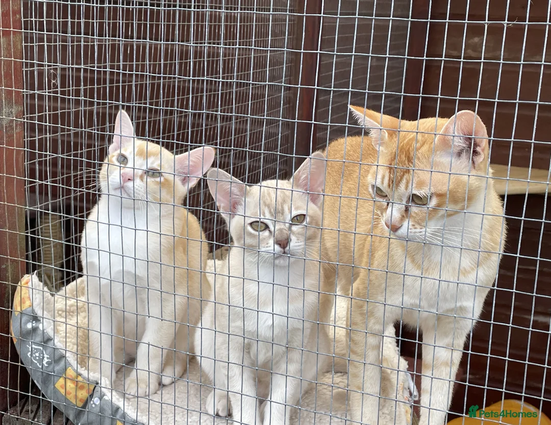 Asian cats for sale: Asian Red Birmilla in Saint Austell - Advert 2