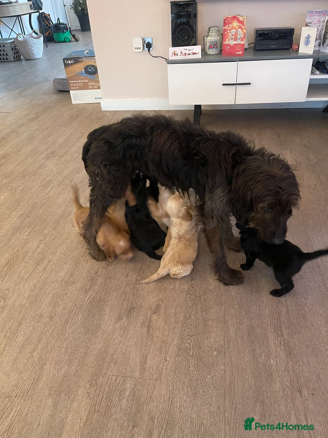 Mixed Breed dogs for sale: Gorgeous puppy’s  - Advert 14