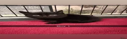 Mixed Breed cats for sale: Beautiful kittens  - Advert 3