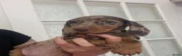 Miniature Dachshund dogs for sale: Miniature Dachund puppies - Advert 3