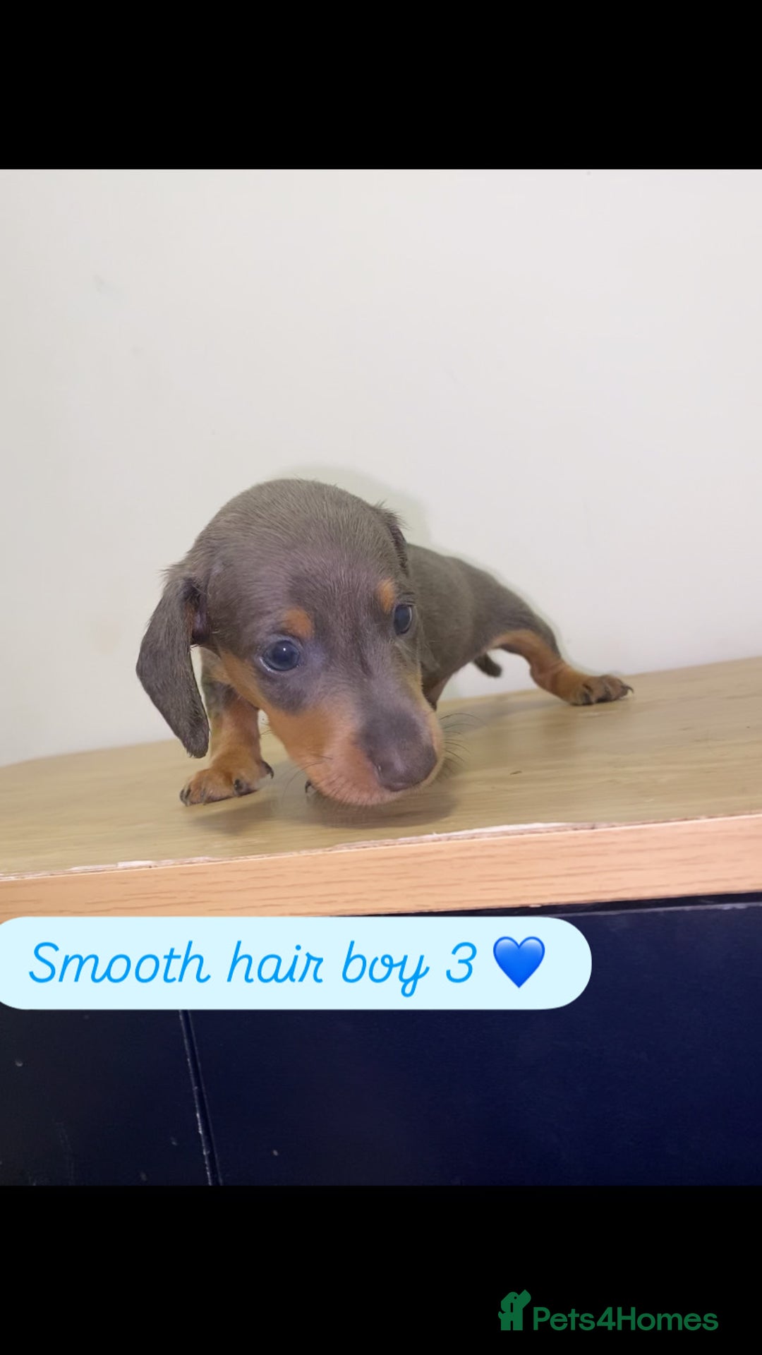 Miniature Dachshund dogs for sale: Miniature dachshund puppies🥰 - Advert 8