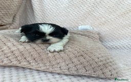 Mixed Breed dogs for sale: Lhasa apso cross shihtzu puppies. - Advert 33