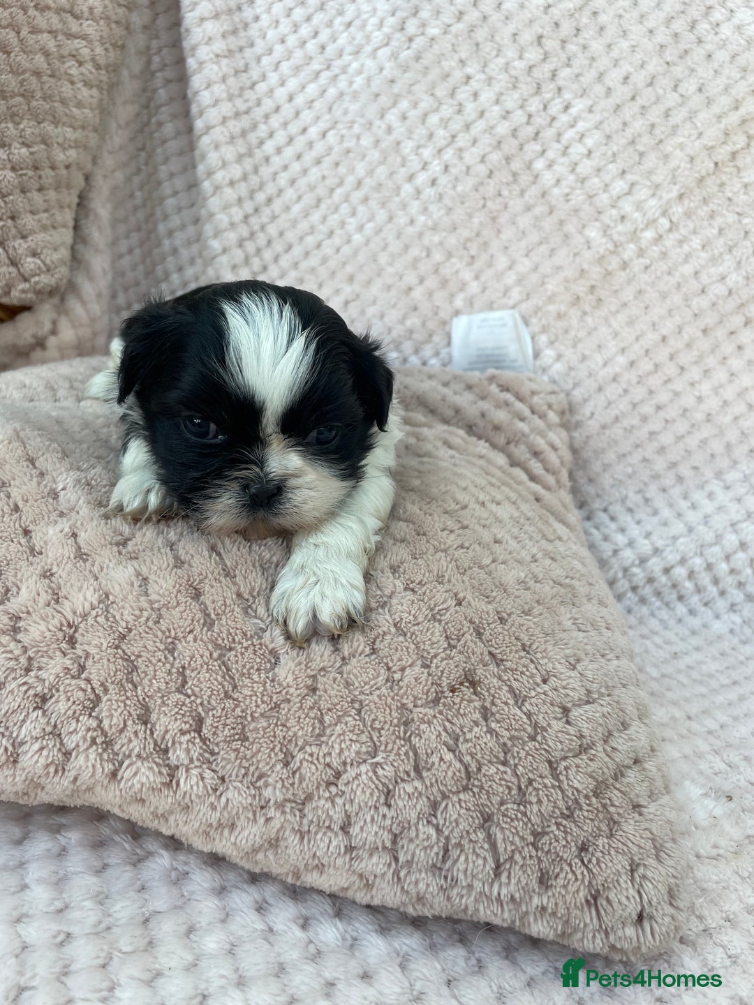 Mixed Breed dogs for sale: Lhasa apso cross shihtzu puppies. - Advert 33