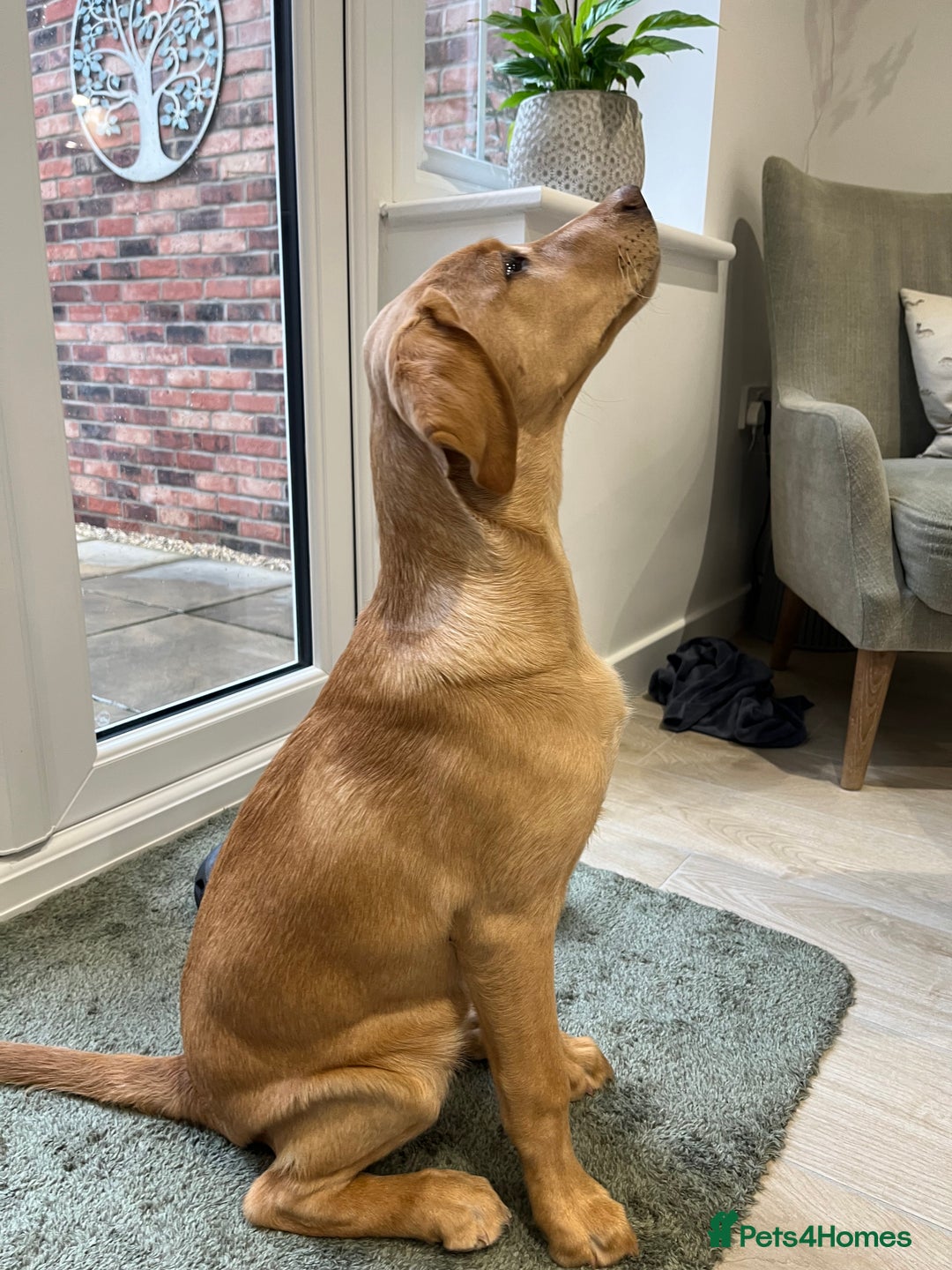 Labrador Retriever dogs for sale: Lab Puppy - Advert 1