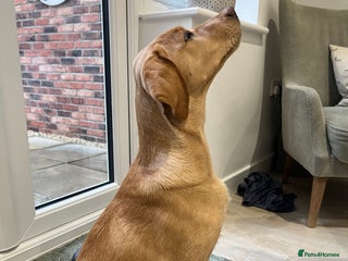 Labrador Retriever dogs Lab Puppy - Advert 1