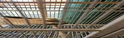 Canaries birds for sale: Mixed green gloster canaries for sale  - Advert 6
