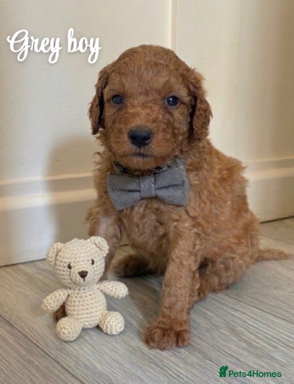Mini Goldendoodle dogs F1bb goldendoodle puppies  - Advert 2