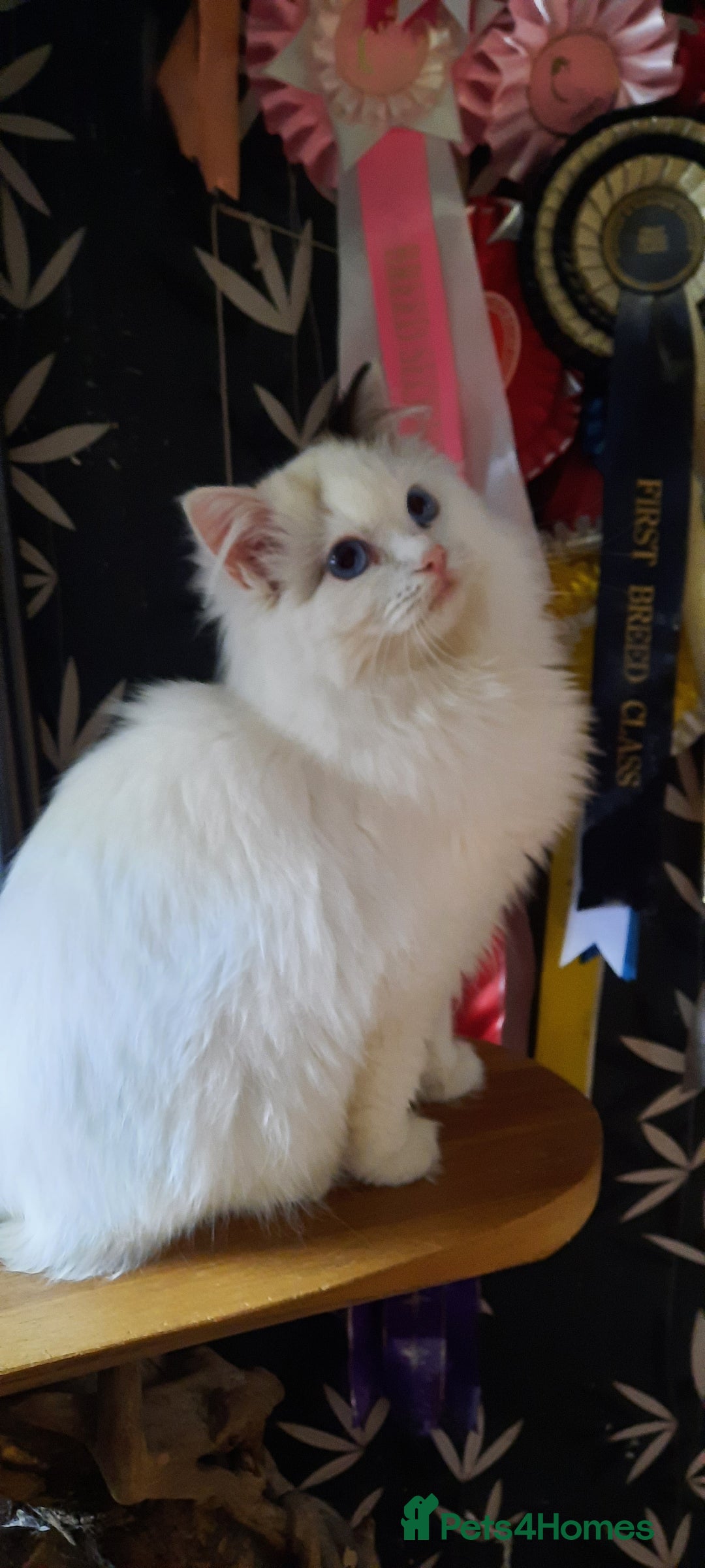 Ragdoll cats for sale: GCCF pedigree ragdoll kittens  - Advert 6