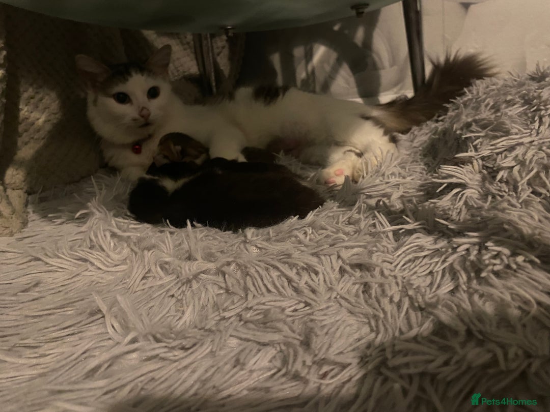 Mixed Breed cats for sale: Kittens for sale, 3 males 1 female  - Advert 2