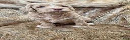 Australian Labradoodle dogs for sale: 100% WALA registered Australian Labradoodles - Advert 6