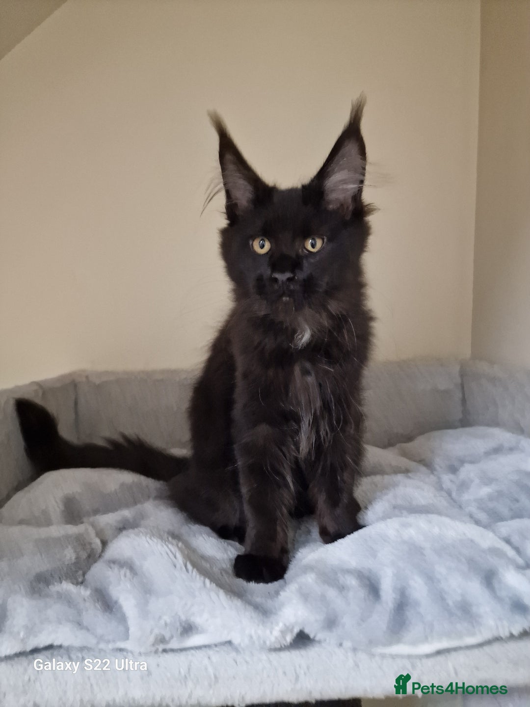 Maine Coon cats for sale: 🍁🍂Good females🏡🎯📣 - Image 25