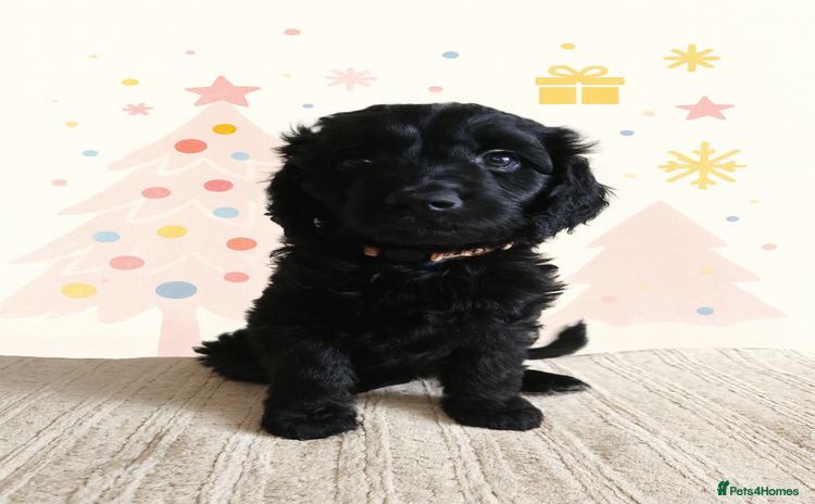 Goldendoodle dogs 1 Girl left Gorgeous Healthy Goldendoodle Puppie - Advert 2