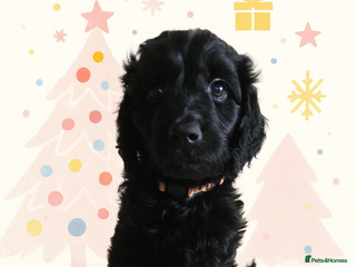 Goldendoodle dogs 1 Girl left Gorgeous Healthy Goldendoodle Puppie - Advert 1