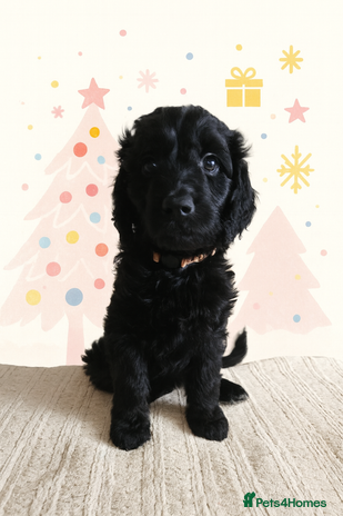 Goldendoodle dogs 1 Girl left Gorgeous Healthy Goldendoodle Puppie - Advert 2