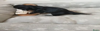 Cocker Spaniel 5