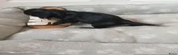 Cocker Spaniel dogs for sale: Kc registered show type spaniels  in Wickford - Advert 7