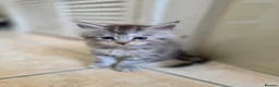 Maine Coon cats for sale: Pedigree TICA Registered Maine Coon Kittens - Advert 16