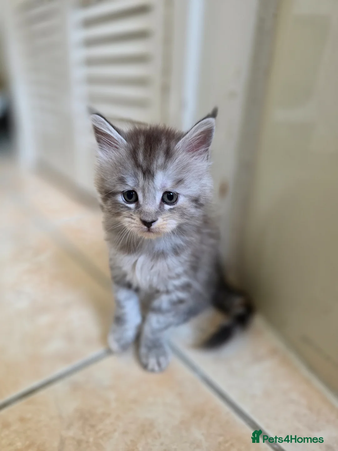 Maine Coon cats for sale: Pedigree TICA Registered Maine Coon Kittens - Advert 24