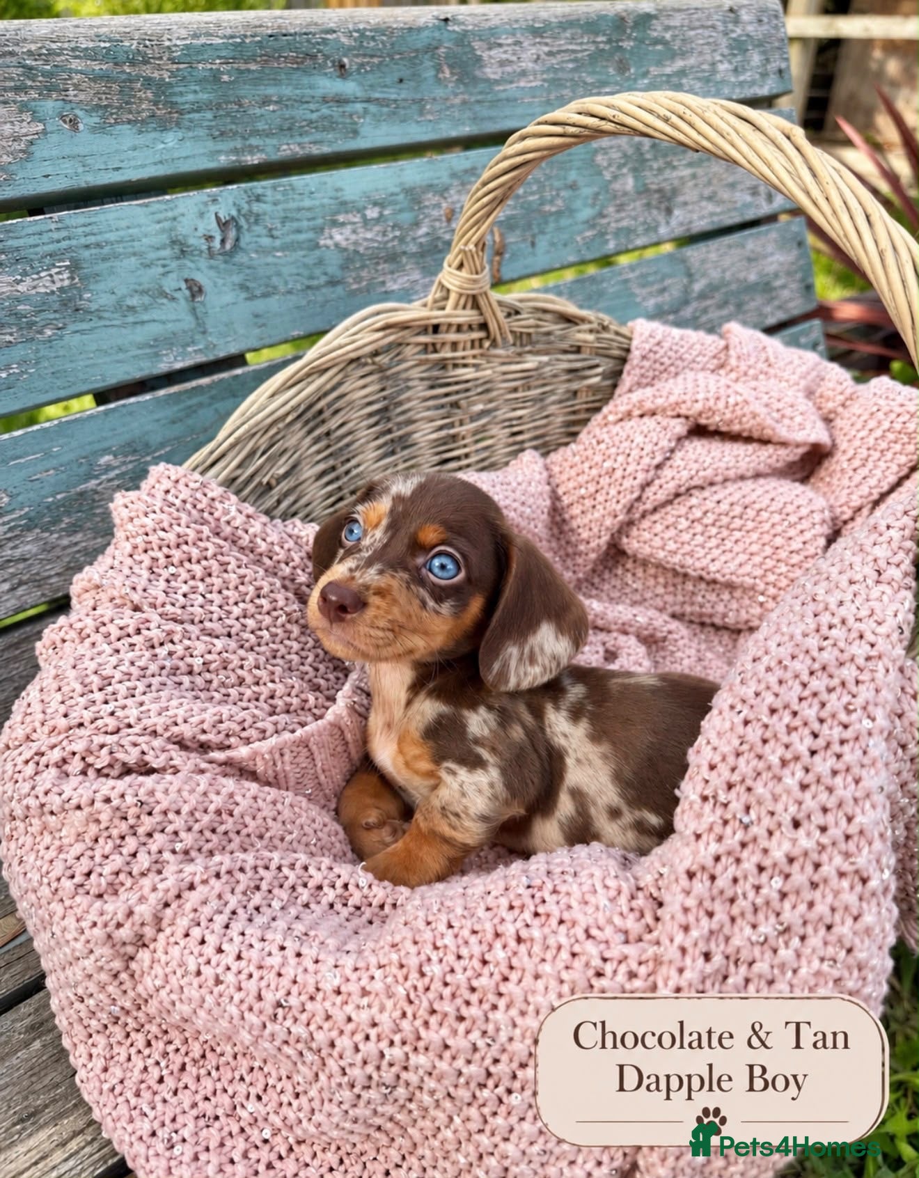 Miniature Dachshund dogs Miniature Dachshund Boys and Girl - Advert 3