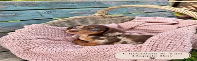 Miniature Dachshund 1