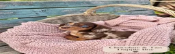 Miniature Dachshund dogs for sale: Miniature Dachshund Boys and Girl - Advert 1