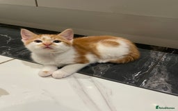 Mixed Breed cats for sale: 2 beautiful ginger boys  - Image 5