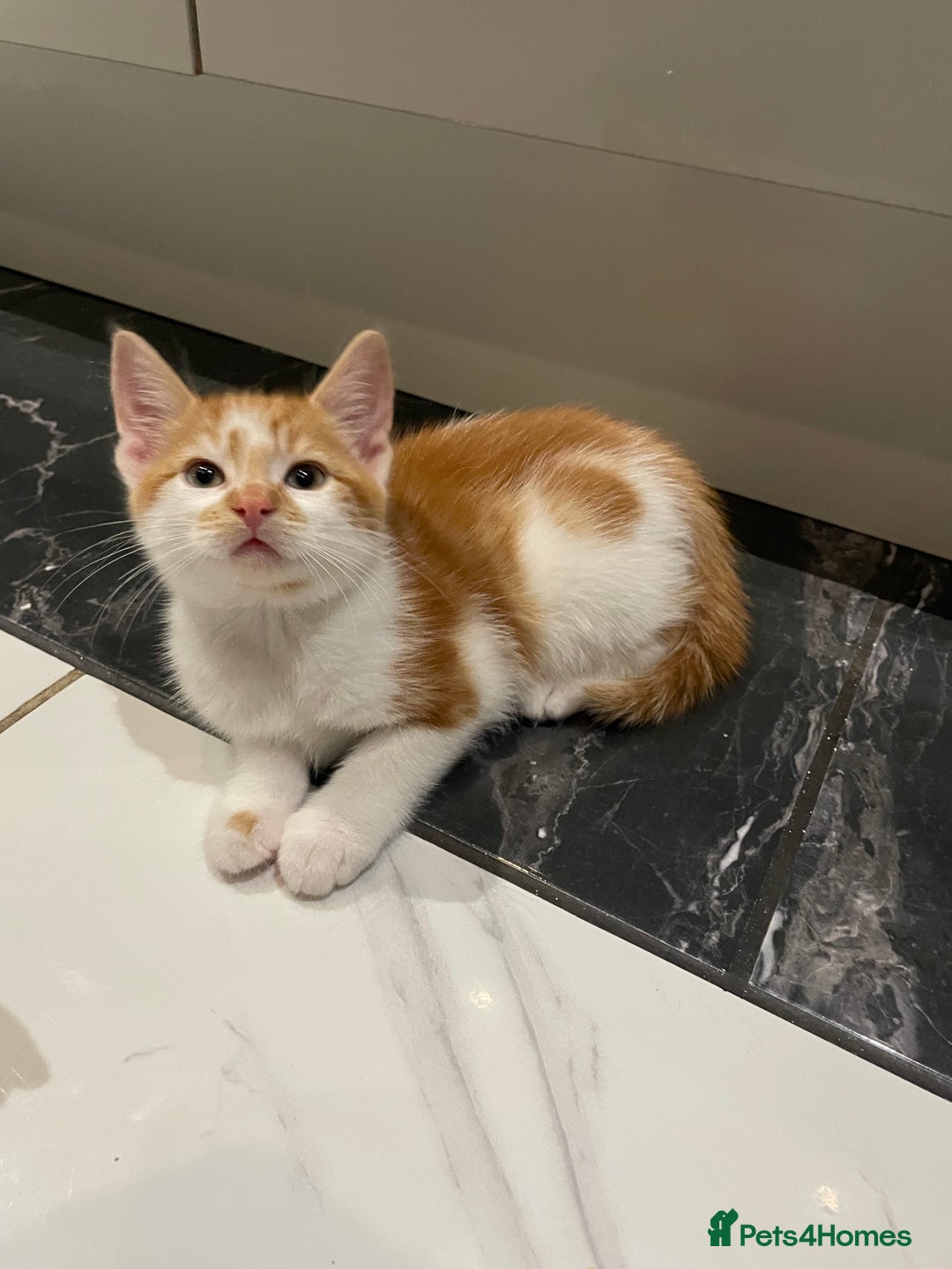 Mixed Breed cats for sale: 2 beautiful ginger boys  - Image 5