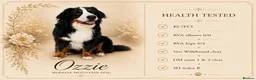Bernedoodle dogs for sale: Health Tested F1 Standard Bernedoodle 🐾✨ - Advert 4