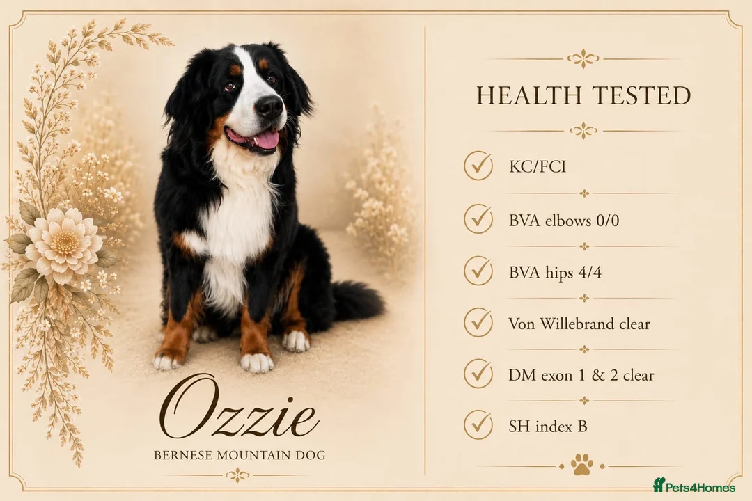 Bernedoodle dogs for sale: Health Tested F1 Standard Bernedoodle 🐾✨ - Advert 4