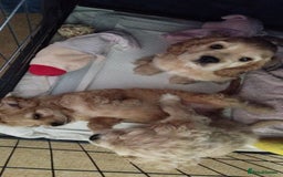 Mixed Breed dogs for sale: CavalierxCocker Spaniel Puppies -Both Parents Here - Image 4