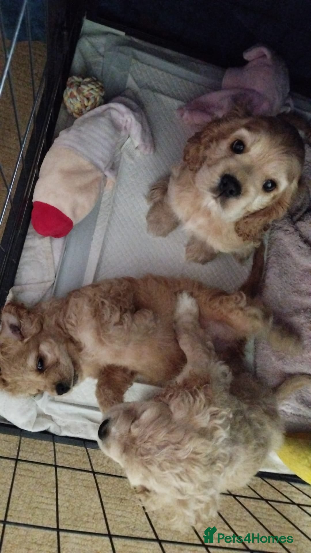 Mixed Breed dogs for sale: CavalierxCocker Spaniel Puppies -Both Parents Here - Image 4