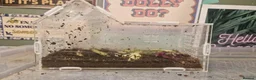 Snails invertebrates for sale: 2 adult Giant land snails and several babies in Chippenham - Advert 3