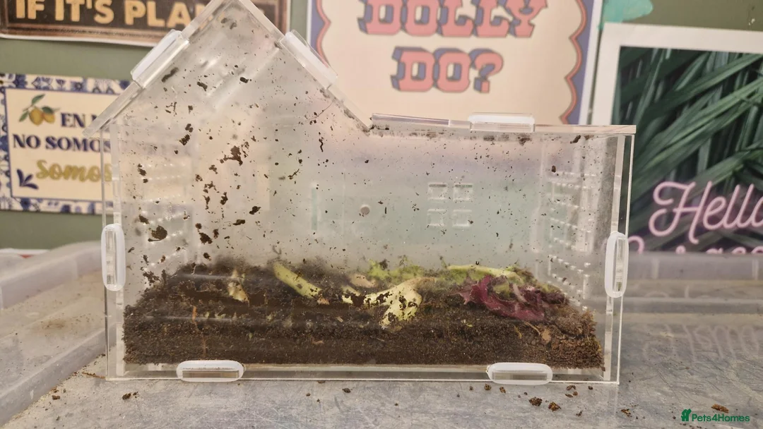 Snails invertebrates for sale: 2 adult Giant land snails and several babies in Chippenham - Advert 3