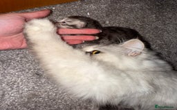 British Shorthair cats for sale: 🩵 3 British Long/Shorthair kittens! 🩵 - Image 12