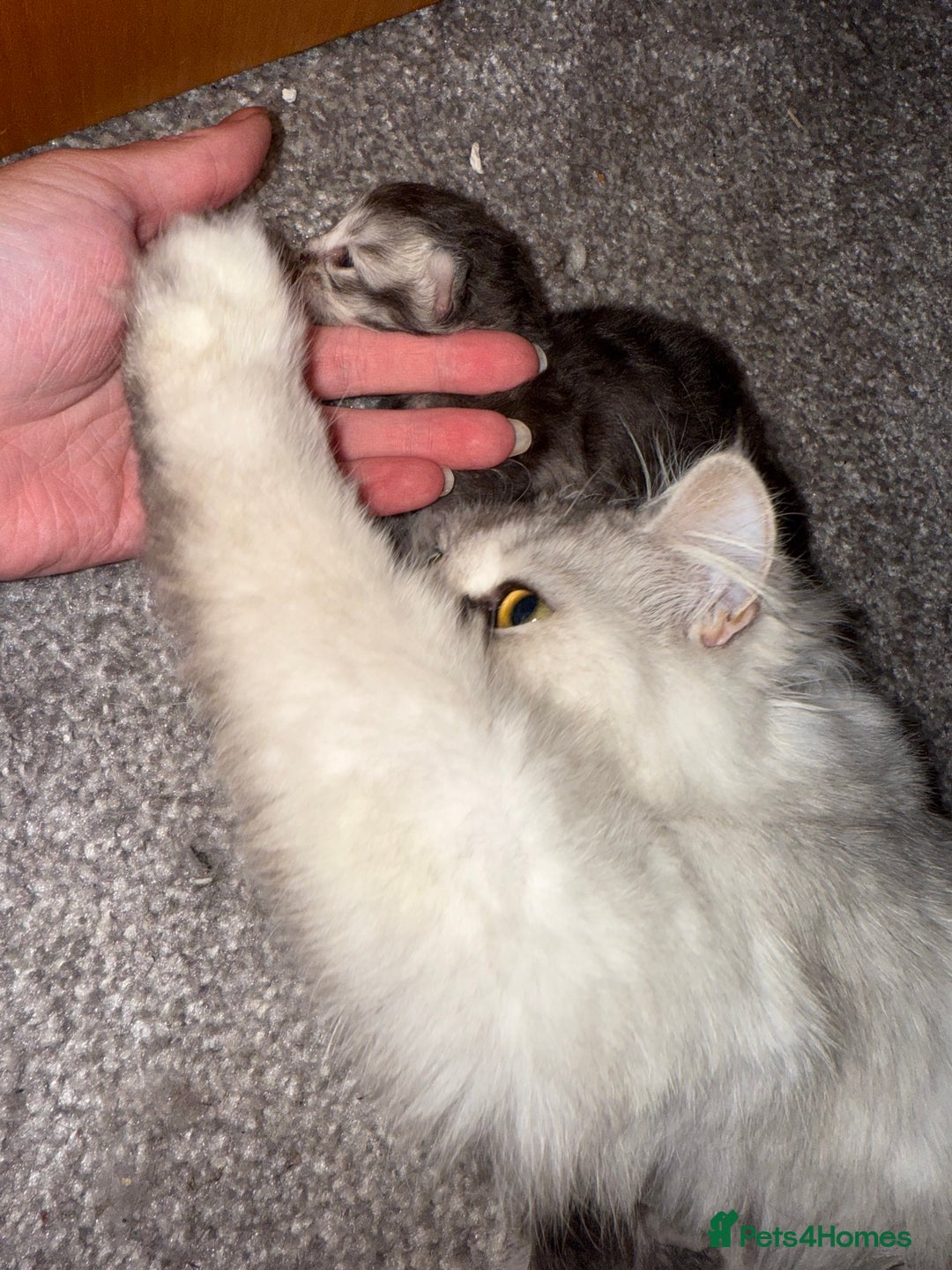 British Shorthair cats for sale: 🩵 3 British Long/Shorthair kittens! 🩵 - Image 12