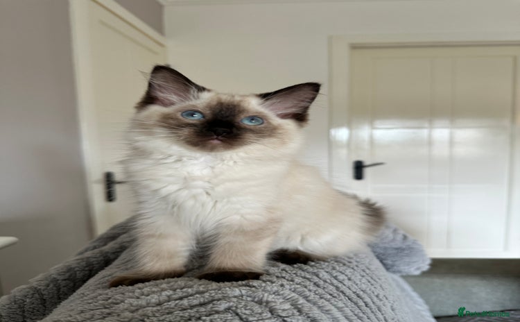 Ragdoll cats - Advert 5