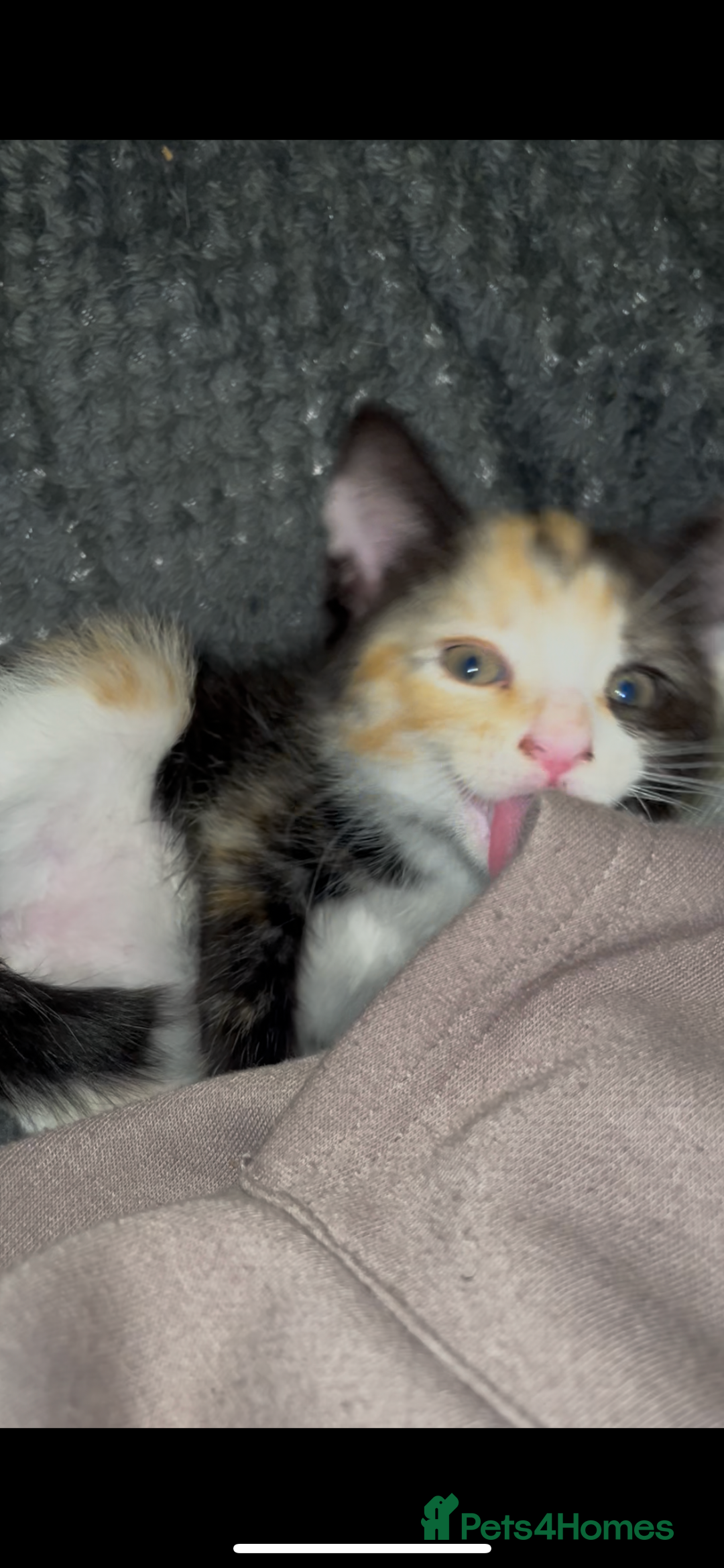 Domestic Shorthair cats for sale: Trixie  - Advert 1