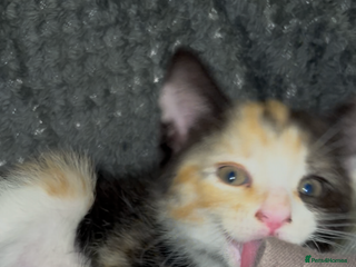 Domestic Shorthair cats Trixie - Advert 12