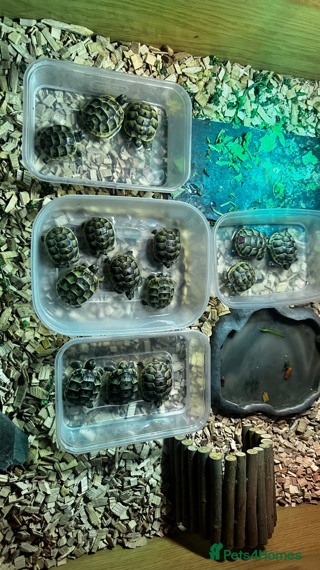 Tortoise reptiles for sale: Baby Spur thigh tortoises  - Image 4