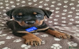Rottweiler dogs for sale: Kc rottweiler puppies  - Image 5